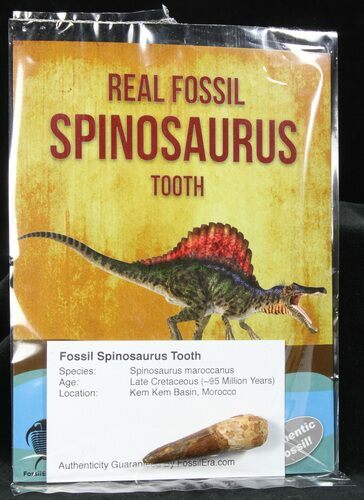 spinosaurus fossil discovery